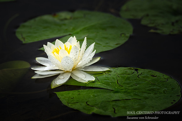 Waterlily with drops