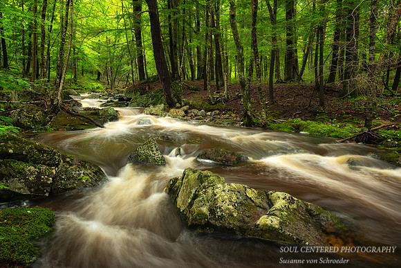 Creek after summer rain, June '25 1