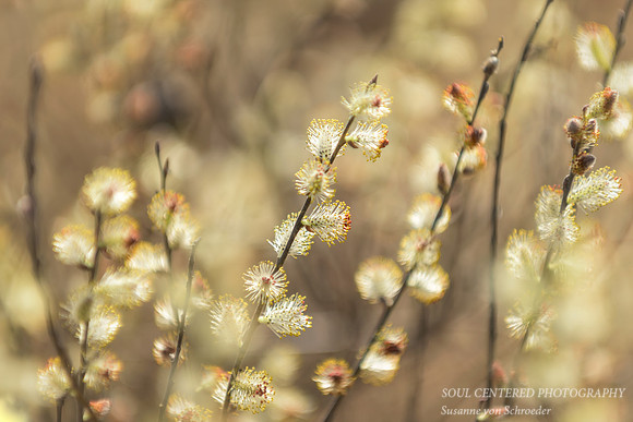 Pussy Willow