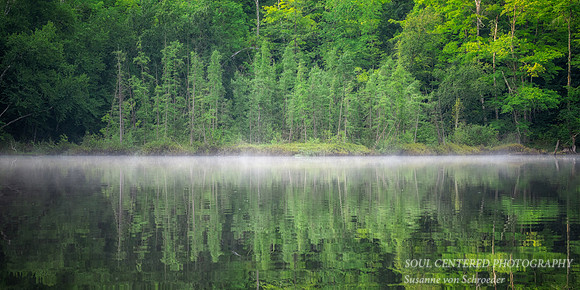 Tamarack bog in morning mist, August '25, panorama