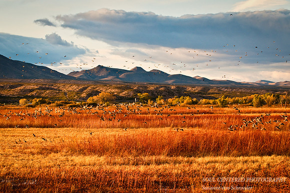 Bosque del Apache