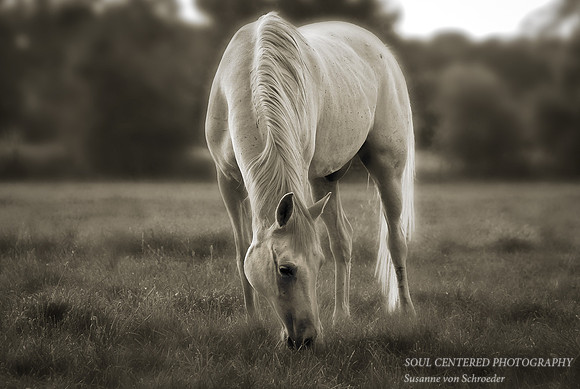 Arabian Horses 2, bw
