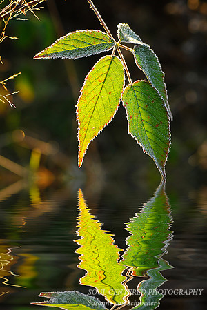Raspberry leaf, reflection