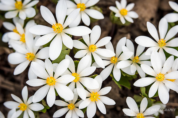 Bloodroot, group