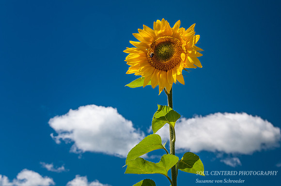 Sunflower 1