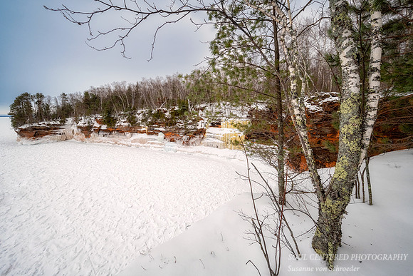 Group of Birch trees at the edge of frozen Lake Superior 2