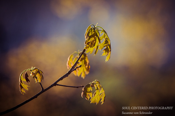 young Oak leaves