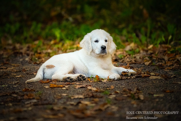 Shanti, 11 weeks old 1