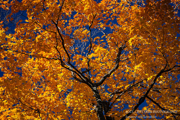 Brilliant golden Maple tree