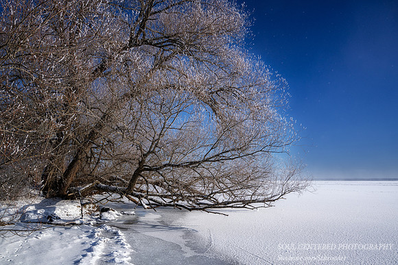 Frost covered Willow tree, Washburn, WI