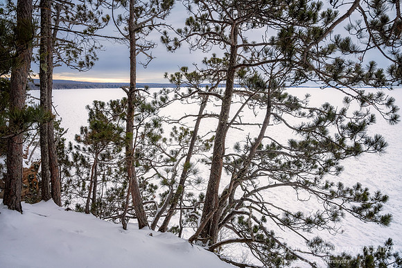 Group of Red Pine Trees at the edge of frozen Lake Superior
