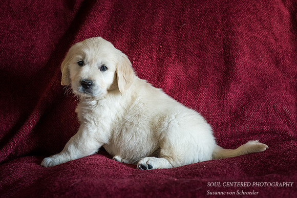 English Golden Retriever puppy 9