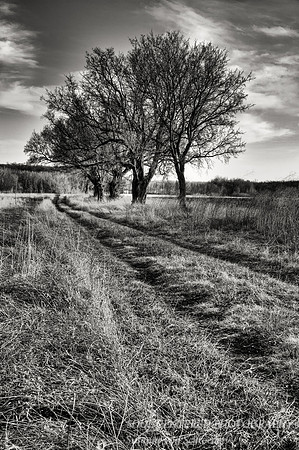 Row of trees, bw