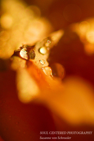 Drop orange rose 1