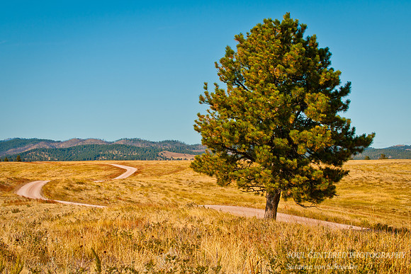 Black Hills, road & tree 2