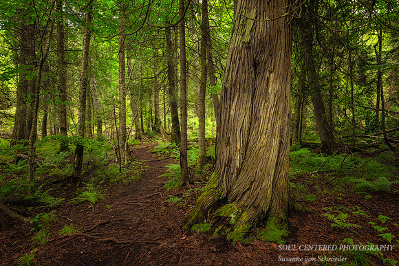 Cedar Trees, Frog Bay Tribal National Park, WI 3