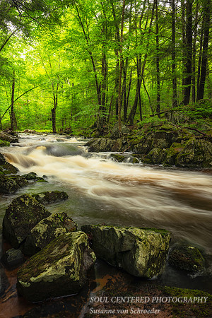 Creek after summer rain, June '25 4