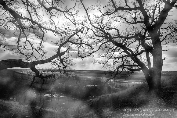 Spirit of the Oak trees 2