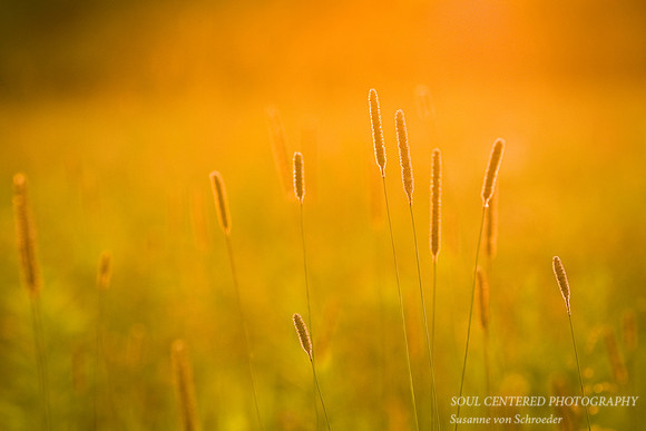 Grass golden 3