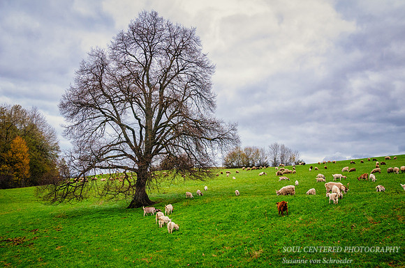 Goats and sheeps on pasture