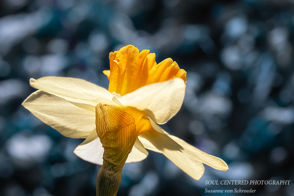 Daffodil, orange & white 3