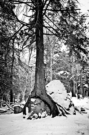 Tree & Rock, bw 2
