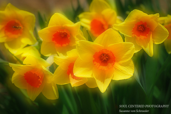 Daffodil group