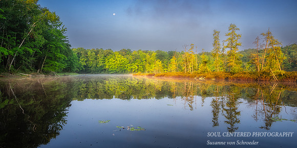 Tamarack bog in morning light and setting moon, August '25 1, panorama