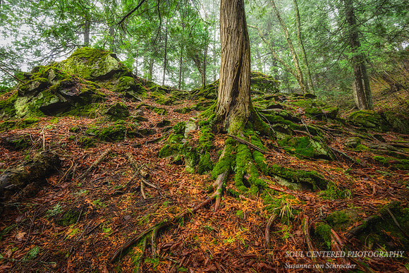 Tree roots