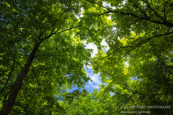 Green and blue - tree canopy