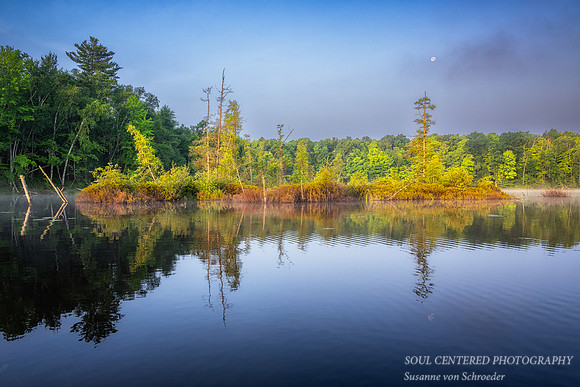 Tamarack bog in morning light and setting moon, August '25 2