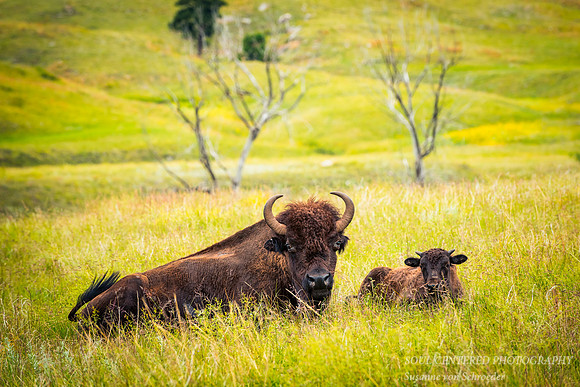 Bison mother and baby