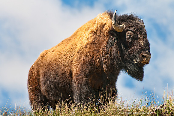 Bison 2