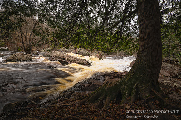 Cedar tree at Red Granite Falls, April '25 2