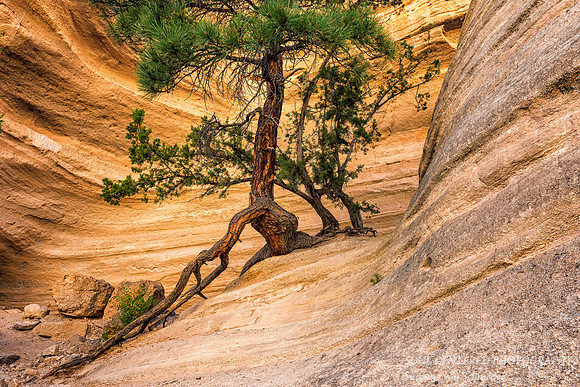 Pine tree with long root