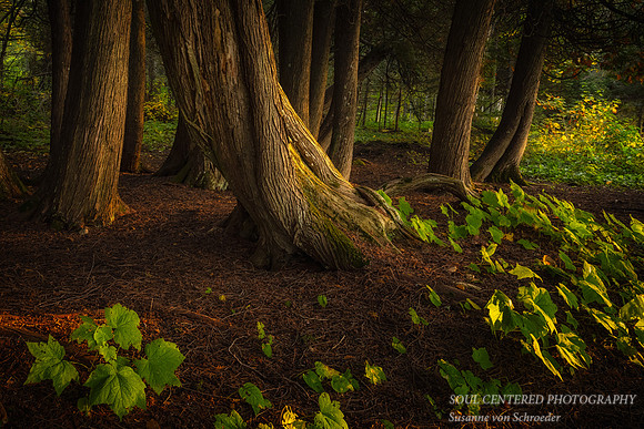 Morning light on Cedar trees