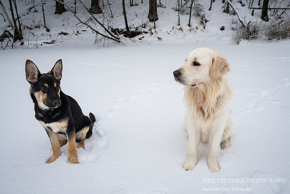Shanti & Shiloh, Dec. '22 1