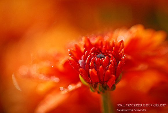 Mum, orange bud