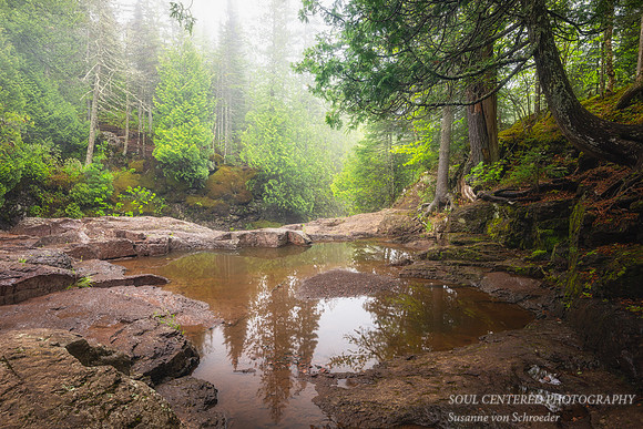 Cedar trees, reflections,  foggy June day, '24