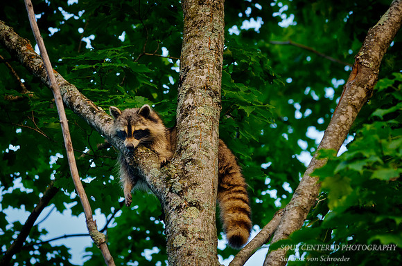 Raccoon in tree