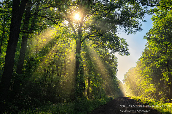 Sun rays on a foggy morning, thru tree, Blue Hills 2