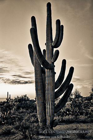 Saguaro B&W 2