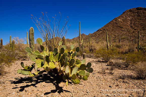 Sonoran desert 4
