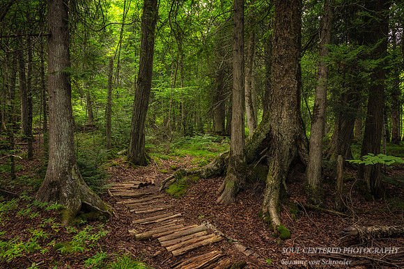 Enchanted forest, Frog Bay Tribal National Park, WI 3
