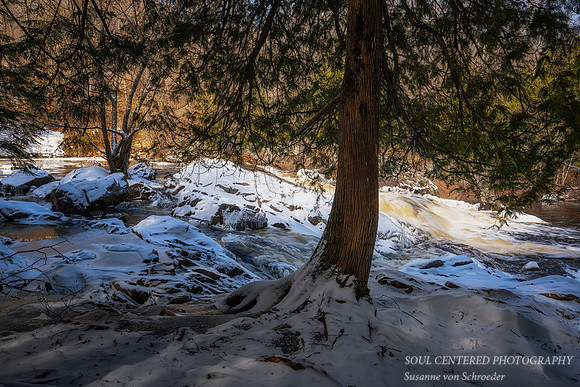 Cedar tree at Red Granite Falls, March '25