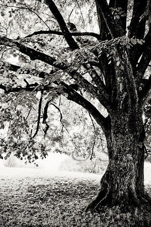 Linden Tree, black & white