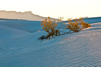 Dunes w. shrub