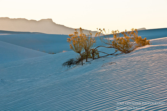 Dunes w. shrub