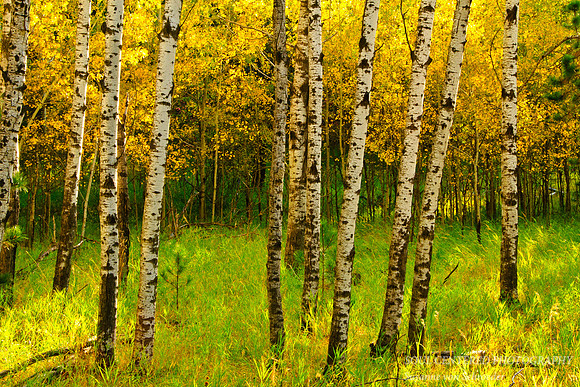 Black Hills, tree trunks