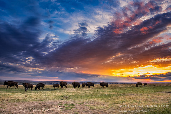Bison herd at sunset